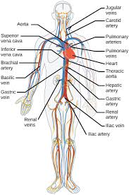 Mammalian Heart And Blood Vessels Boundless Biology