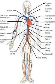 Blood vessels carry only deoxygenated blood, if they collect blood which passed the tissue and delivered all the oxygen in the blood there. Blood Vessels Biology For Majors Ii