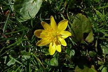 It has a few colors and bright middle. List Of Early Spring Flowers Wikipedia