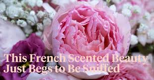 Princess charlene de monaco has good disease resistance and makes a breathtakingly beautiful cut flower. The Enticing Rose Princess Charlene Of Monaco Article On Thursd