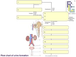 Human Urinary System Anatomy Ppt Download
