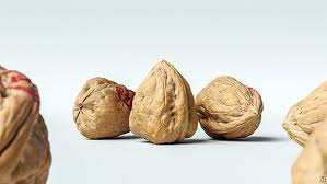 Walnut 006 Walnut Photorealistic Rendering Flower Symbol