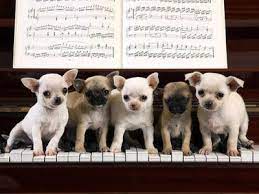 Pin Em Adorable Pets