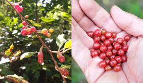 Autumn olive also has a cousin called russian olive it has basically the same virtues other than we've processed some into jam, some are being soaked in schnaps, some got frozen and some will. Foraging For Autumn Olive Berries 11 Recipes To Make