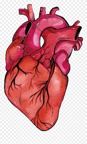 And of realheart's determination to create an artificial heart that can save his life. Anatomy Vector Human Heart Clipart Transparent Stock Realistic Heart Model Png 601760 Pinclipart