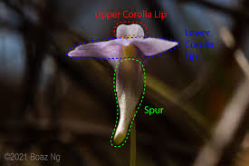 Image result for Utricularia tortilis