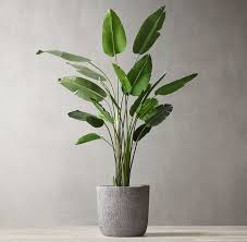 Bird Of Paradise In Pot Grand Faux Bird Of Paradise Tree 8 Plant Decor Paradise Plant Birds Of Paradise Plant