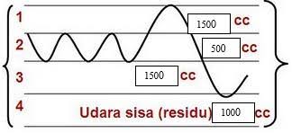 Udara komplementer (udara cadangan inspirasi) • yaitu udara yang masih dapat dimasukkan secara maksimal setelah inspirasi normal. Latihan Soal Sistem Pernapasan Kelas Viii Part Ii Proprofs Quiz