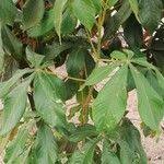 Image result for Vitex ferruginea