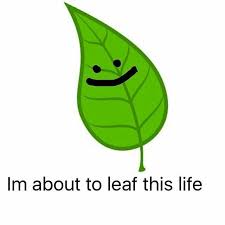 Leaf Notice Funny Memes Stupid Memes Stupid Funny Memes
