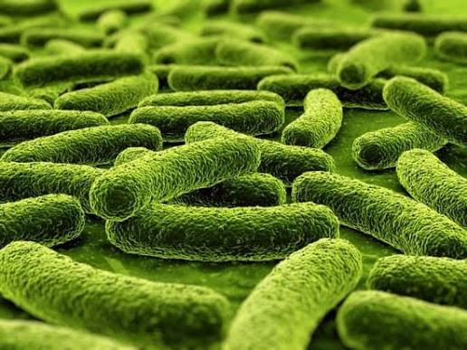 Bacteria