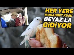 Her Yere Muhabbet Kusu Beyaz Ile Gidiyor Youtube