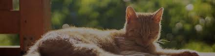 This natural powder actually cuts up and dehydrates the fleas that cause your cat's dry skin. Natural Remedies For Feline Asthma Managing Your Cat S Condition At Home Trudell Animal Health