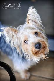 Maybe you would like to learn more about one of these? Atlanta Pet Rescue Adoption Inc Guidestar Profile