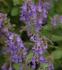 What S The Difference Between Catmint And Catnip Plants Making Plant Pots Catnip Plant