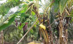 Tak mungkin pisang berbuah 2 kali. Pisang Berbuah Dua Kali Di Terengganu Peribahasa Melayu Tak Lagi Relevan