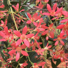 Image result for Ceratopetalum