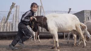 A man in china whose wife killed herself and their two children after he allegedly faked his own death for an insurance payout has given himself up to police. Little Chinese Girl S After School Hobby Herding 330 Goats South China Morning Post