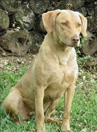 Pin On Other Dogs I May Want