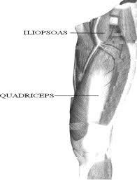 Can see from the diagram to the right, there are many muscles and . Thigh Hip Muscles A Anterior View Of Human Leg Consisting Of Download Scientific Diagram