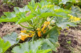 Maybe you would like to learn more about one of these? Zucchini Plants Turning Yellow Oh My Causes Solutions