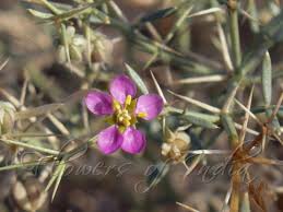 Image result for Fagonia