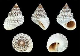 Image result for Pycreus muricatus