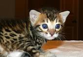 We take great pride in our breeding programs and the development of their personality! Bengal Kittens For Sale In Indiana From Exotiquebengals