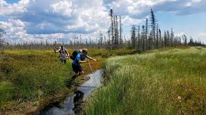 the great bog walk: red lake peatland