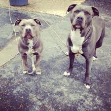 Our puppies are extremely healthy with proper body structure. Pitbull Puppies For Sale Connecticut