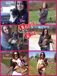 Puppy growth & development stages. Pin On Sadie Mae