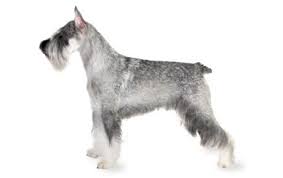 standard schnauzer dog breed information pictures