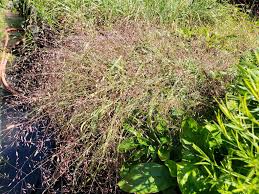 Image result for Eragrostis nindensis