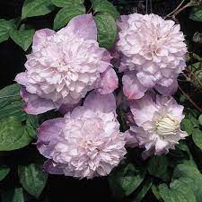 Clematis jackmanii hybrids 'veronica's choice'. Clematis Veronica S Choice Perennial Resource