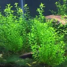 Image result for Limnophila indica