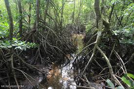 The mangrove forest is located along the fringes of the penang international airport, the fisheries research institute malaysia and the industrial this is the sole surviving patch of mangrove forest in this area, it must be accorded better protection, mageswary said. Why Are Southeast Asia S Mangroves Being Destroyed Hint It May Be Your Diet