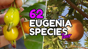 Image result for Eugenia malangensis