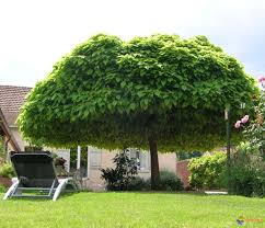 Photo Catalpa Boule Amenagement Jardin Petite Maison De Jardin Amenagement Paysager Devant Maison