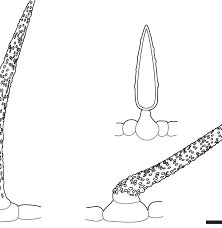 Image result for Mimulopsis champluvierae