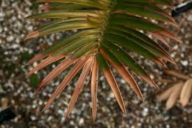 Image result for Encephalartos senticosus
