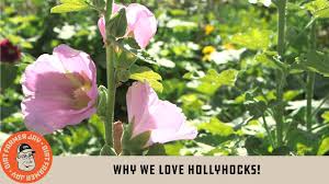 While it usually leaves the flower spikes unaffected, it destroys the wide leaves and weakens the plant. Why We Love Hollyhocks Youtube