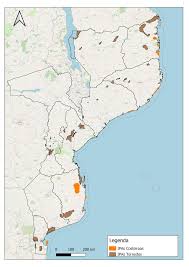 Image result for Eriolaena rulkensii