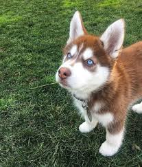 First time mistress and slave (4.43) two women fulfill each other's domination fantasies. Cuban Link Dog Chain Custom Dog Chain Handmade Dog Collar Dog Gift Great Dog Gifts In 2021 Husky Dogs Red Husky Puppies Siberian Husky Dog