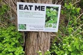 Garlic mustard is also allelopathic, producing chemicals that inhibit the growth of other plants and mychorrizal fungi needed for healthy tree growth and tree seedling survival. There S An Invasive Weed Taking Over Toronto Right Now That S Actually Delicious