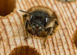Carpenter bees lack the corbicula found in bumble bees. Getting Rid Of Wood Bees The Tree Center