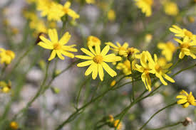 Image result for Senecio polyanthemoides