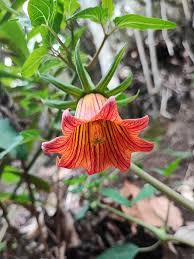 Image result for Canarina
