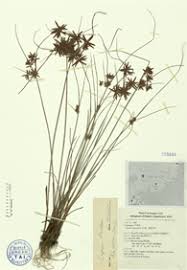 Image result for Pycreus flavidus