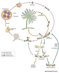 Aspergillus fumigatus is one of the most prevalent aspergillus found in most environments. Aspergillus Fumigatus And Aspergillosis Microbewiki