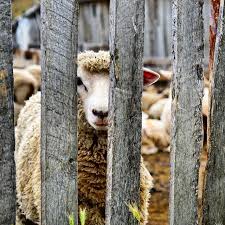 Viele Viele Schafe Hier Animals Goats Lamb